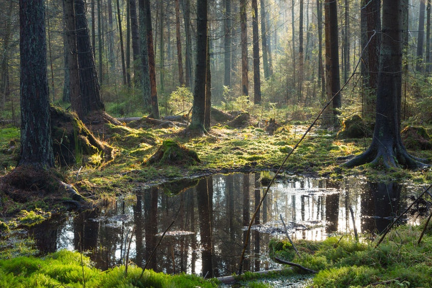 Самый древний лес на планете