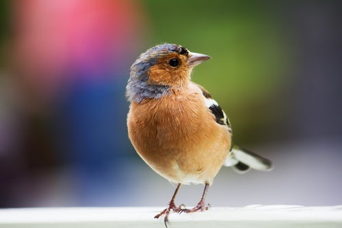 Что мы знаем о пении птиц?
