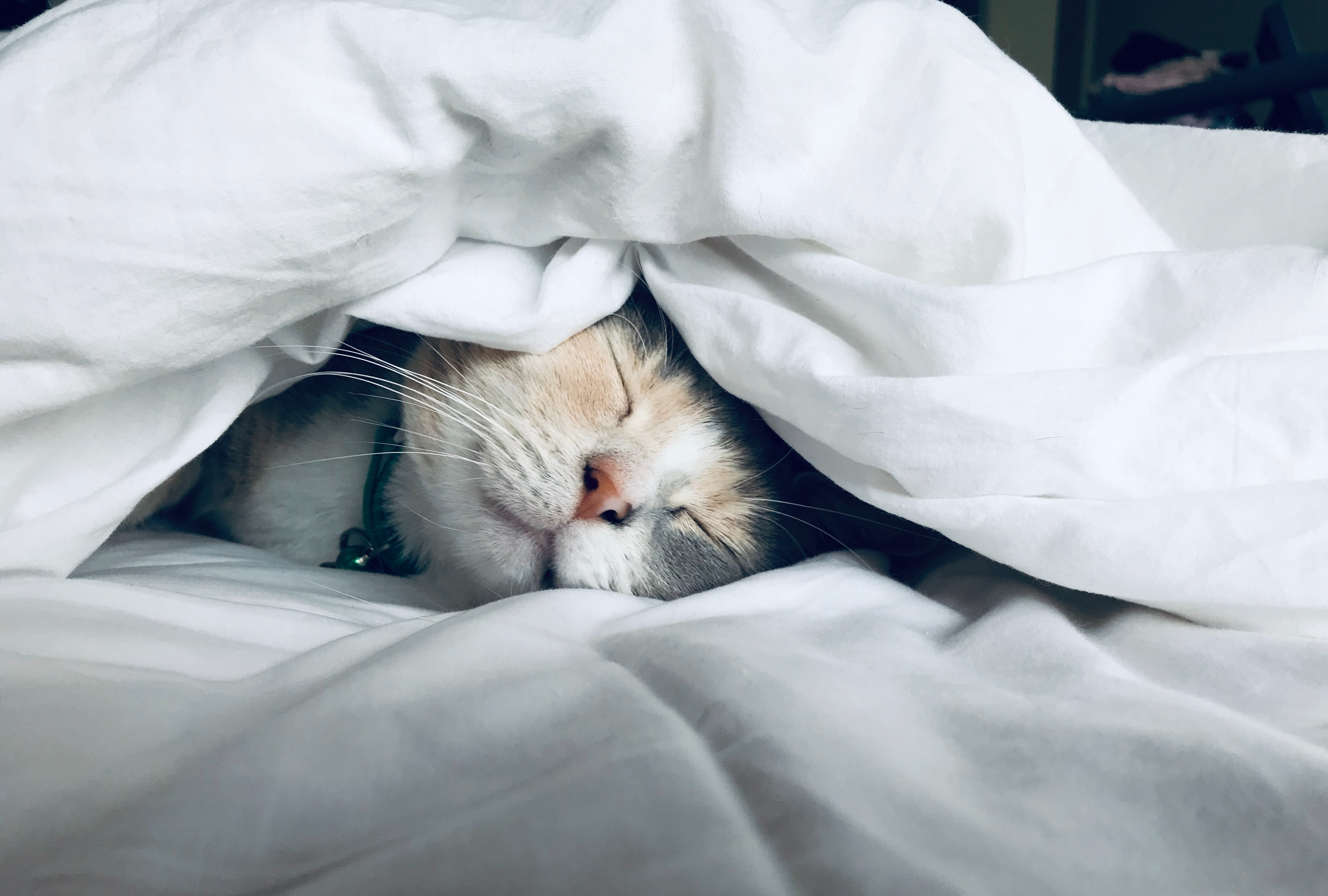 Спит под одеялом